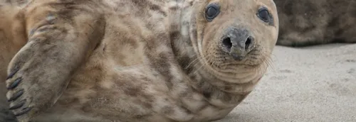 Evénement rare en baie de Somme : un phoque gris est né