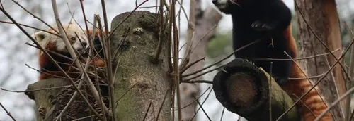 Un panda roux mâle est arrivé au zoo de Lille