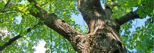 Les 5 départements de la région vont fournir des arbres pour...
