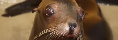 Deux femelles lions de mer arrivent à Nausicaá