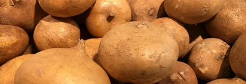 Des pommes de terre et du lait distribués gratuitement aux étudiants