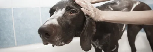 Les salons de toilettages rouvrent pour nos animaux