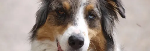 Quels sont les chiens préférés dans les Hauts-de-France ?