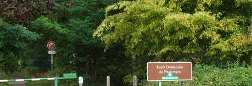 Des promenades en trottinettes électriques dans la forêt de Phalempin