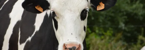 Un concours pour élire la plus belle vache des Hauts-de-France