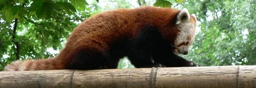 Le zoo de Lille rouvre ses portes ce mercredi