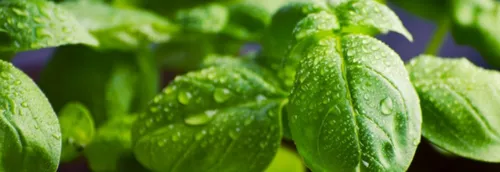 Deux nouvelles grandes ventes de plantes ce week-end à Lille