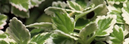 Du troc de plantes et ventes d'objets de créateurs ce week-end à...