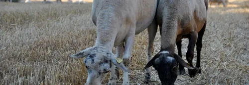 Près de 1 000 fermes ouvertes dans les Hauts-de-France pour les...