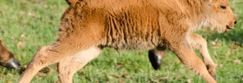 Carnet rose au parc Bellewaerde d'Ypres