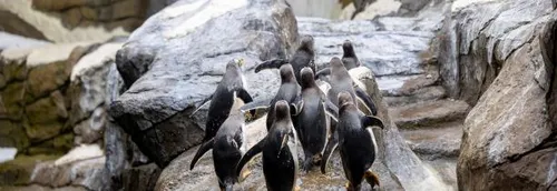 Une grotte pour les manchots de Pairi Daiza