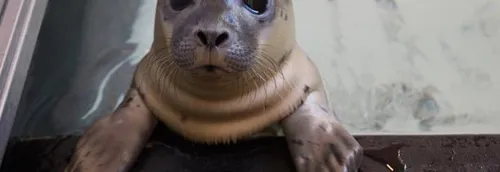 La LPA de Calais lance un appel au parrainage pour sauver Helka