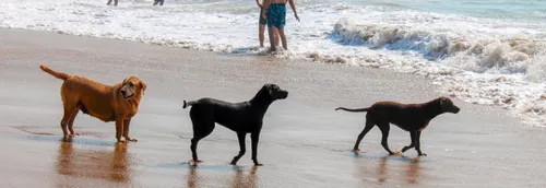 Berck et Fort-Mahon Plage labellisé « Toutourisme » : ça veut dire...