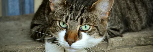 La SPA de Tourcoing alerte sur la hausse des abandons