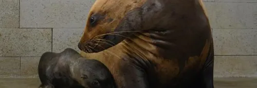 Un bébé otarie né à Pairi Daiza