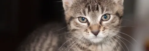 Coup de gueule de la LPA de Lille et Roubaix