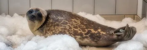 Sauvetage exceptionnel de la LPA du Calaisis