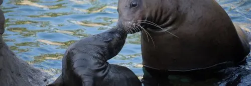 Les petits nouveaux à voir cet été à Pairi Daiza