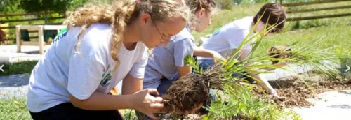 MEL : La municipalité de la Madeleine vous offre un arbre à planter...