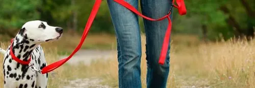 Propriétaire de chien et célibataire ? Un casting fait pour vous !