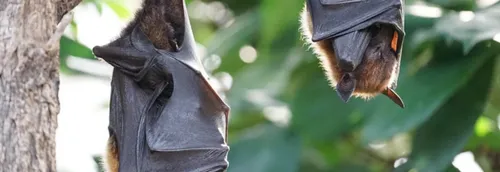 Des animations pour la Nuit de la chauve-souris ce week-end dans le...