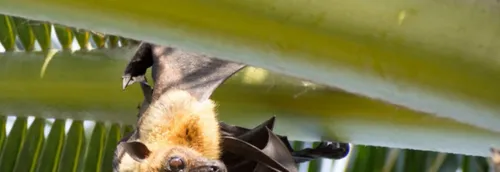 Des animations dans la région pour la nuit de la chauve-souris