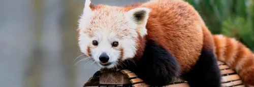 Un week-end pour découvrir les pandas roux au Zoo de Fort-Mardyck