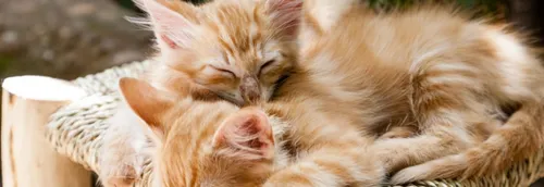 Triste record des abandons d'animaux cet été