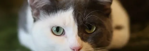 Une collecte de nourriture pour aider la LPA