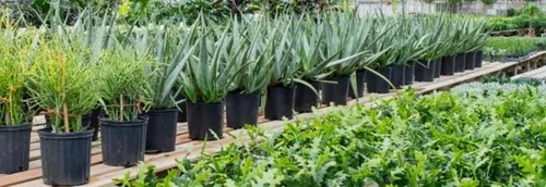 Des nouvelles ventes de plantes à Lille