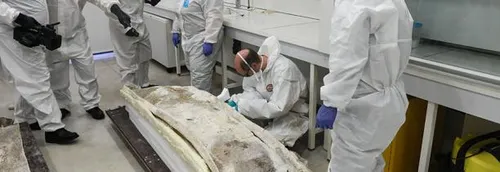 Deux sarcophages découverts à Arras