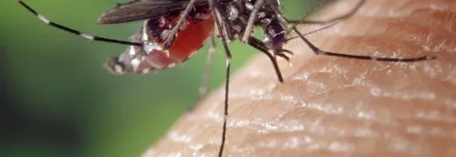Le Nord en alerte orange aux moustiques