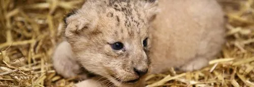 Carnet rose chez les lions de Pairi Daiza