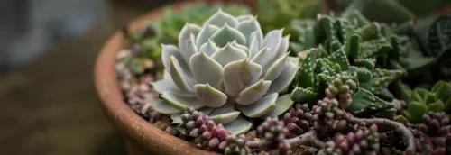 Trois ventes de plantes à Lille ce week-end