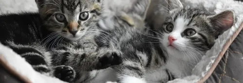 La SPA de Tilloy-lès-Mofflaines cherche des familles relais