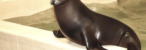 Une nouvelle otarie est arrivée à Nausicaa