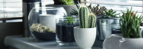 « Plantes pour tous » s'installe au Grand Playground ce week-end