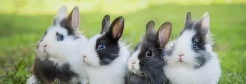 La ferme s'invite à Lillenium