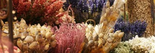 Des marchés de fleurs séchées s'installent à Lille