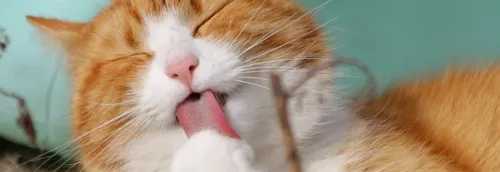 Le Noël des animaux ce week-end à Faches-Thumesnil