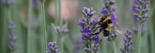 Lille primée pour sa biodiversité