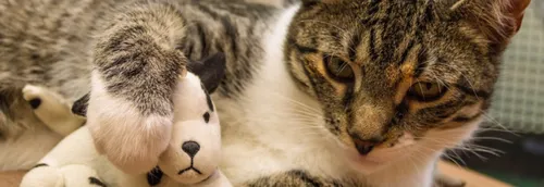 Les nouveaux locaux provisoires de la LPA inaugurés à Roubaix