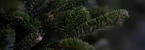 Une vente de sapins...Mais pas que au Grand Playground