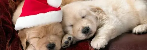 Un Noël solidaire pour les chiens au Waf à Lille