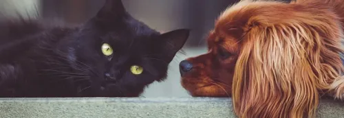 Les chiens et chats préférés des Français en 2021