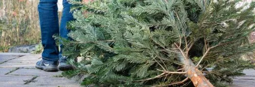 Où jeter son sapin dans la région ?