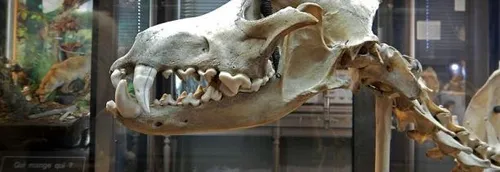 Une nocturne organisée au musée d'Histoire Naturelle de Lille