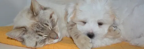 La Maison SPA de Tourcoing cherche des familles relais