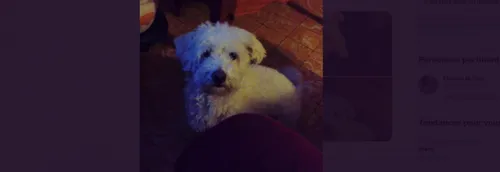 Le voleur d'un chien recherché autour de Faches-Thumesnil