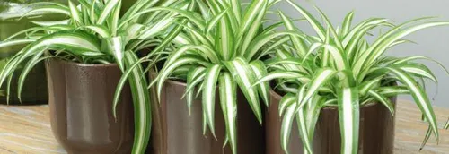 Nouvelles ventes de plantes à Lille ce week-end